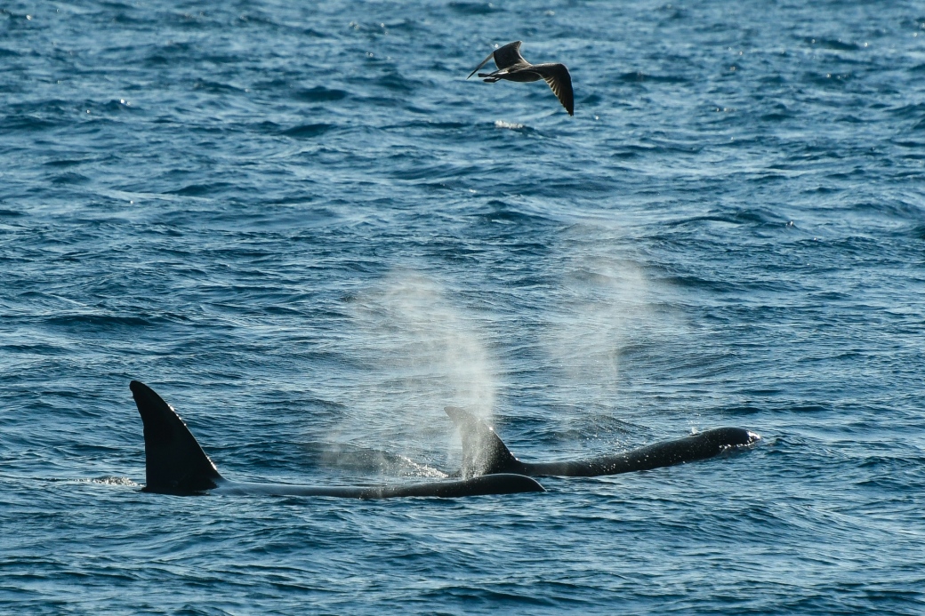 Orcas, Strait of Gibraltar. Credit - Iris Anfruns, Turmares