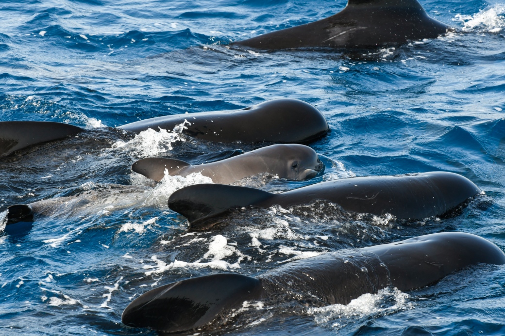 Pilot whales, Strait of Gibraltar. Credit - Iris Anfruns, Turmares