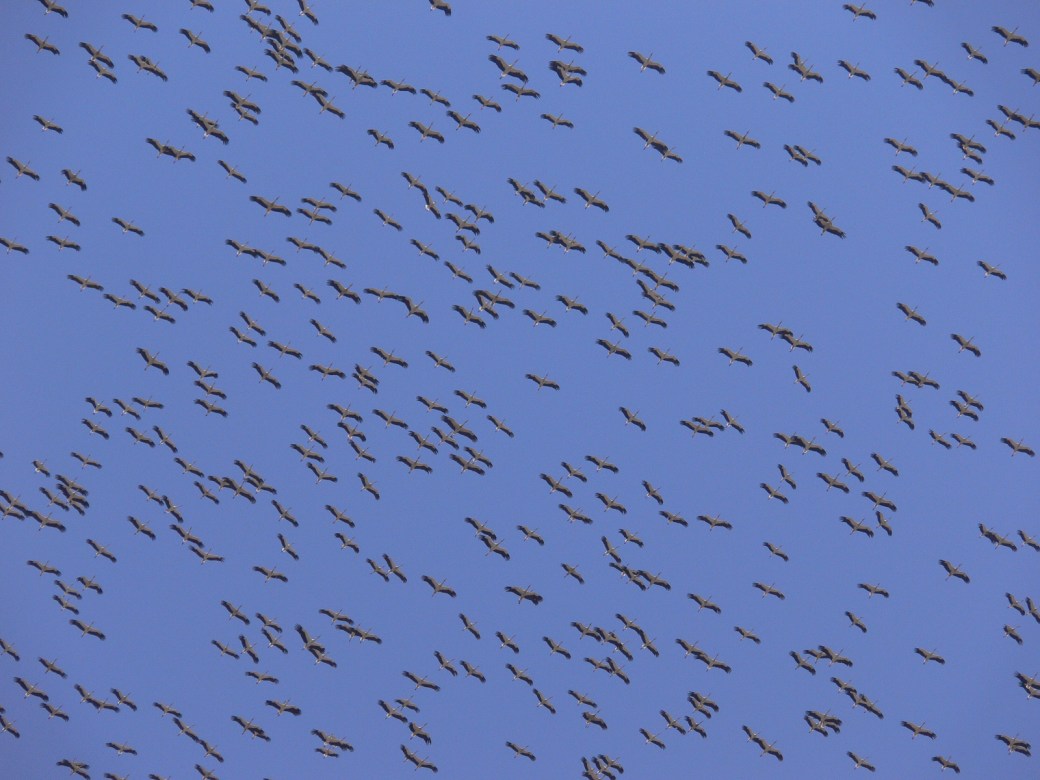 White storks. Credit - Alejandro Onrubia, Fundación Migres