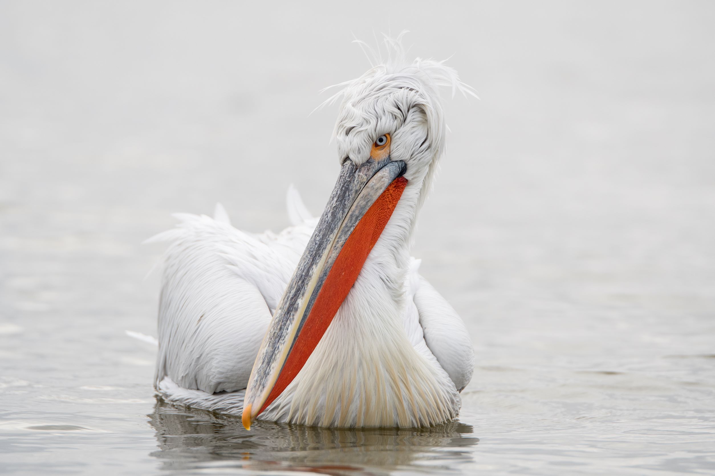 FcoMARQUEZ_DalmatianPelican Small