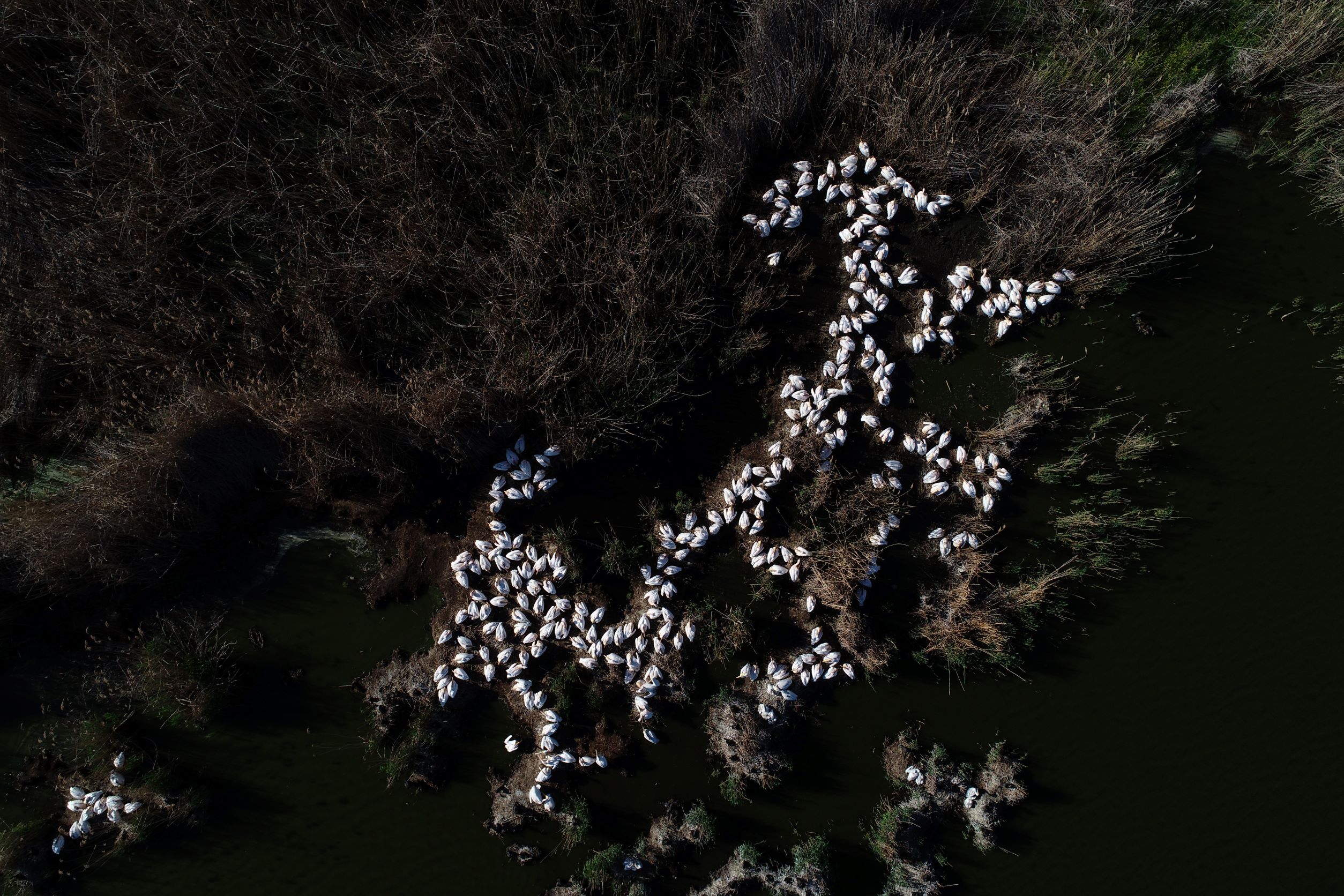 pelican-drone-2-small.jpg?w=2000